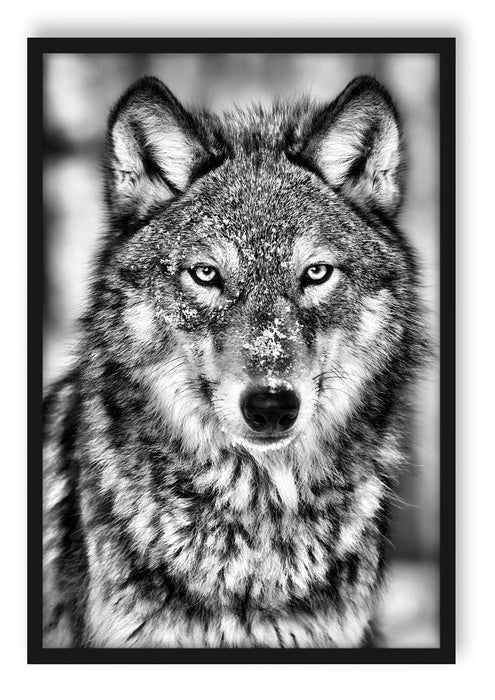 Pixxprint Wachsamer Wolf, Poster mit Bilderrahmen