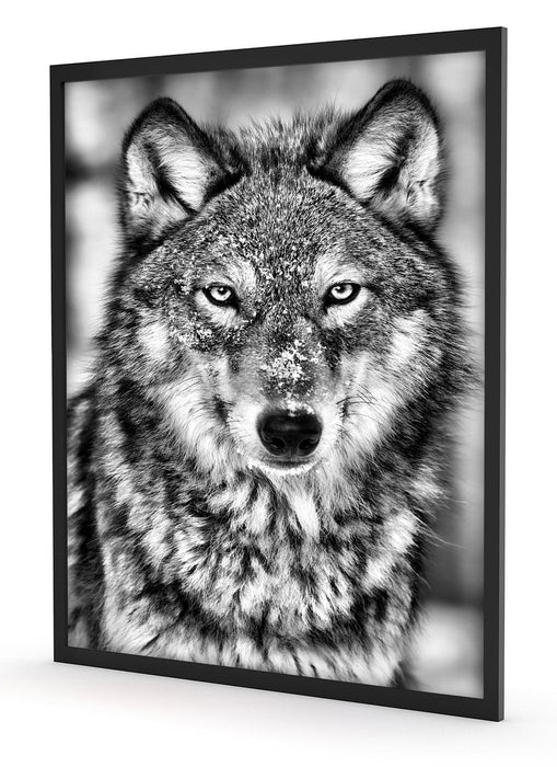 Wachsamer Wolf, Poster mit Bilderrahmen