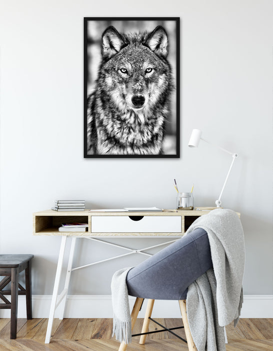 Wachsamer Wolf, Poster mit Bilderrahmen