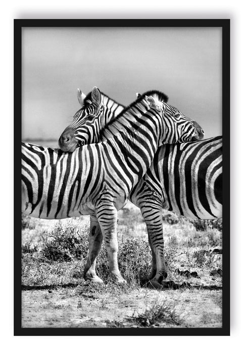 Pixxprint Schmusende Zebras, Poster mit Bilderrahmen