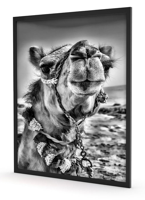 Lustiges Kamel in Wüste, Poster mit Bilderrahmen