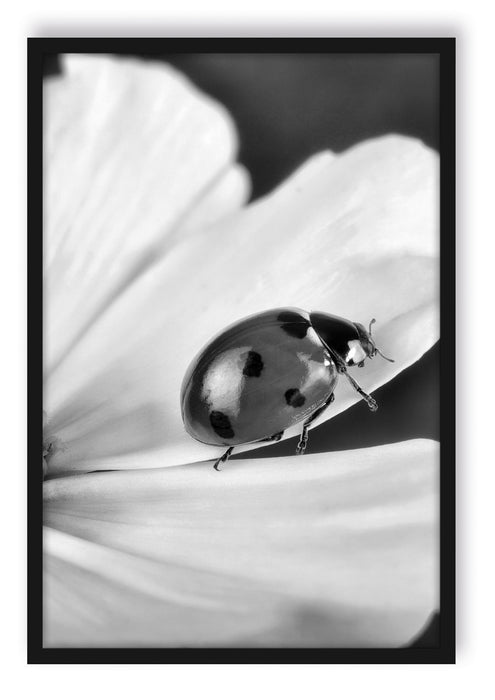 Pixxprint Marienkäfer auf Blüte, Poster mit Bilderrahmen