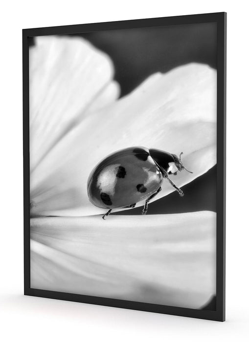 Marienkäfer auf Blüte, Poster mit Bilderrahmen