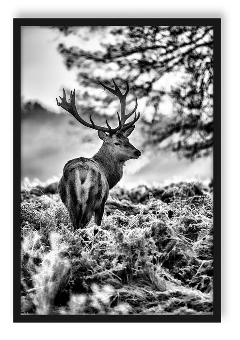 Pixxprint Hirsch im Wald, Poster mit Bilderrahmen