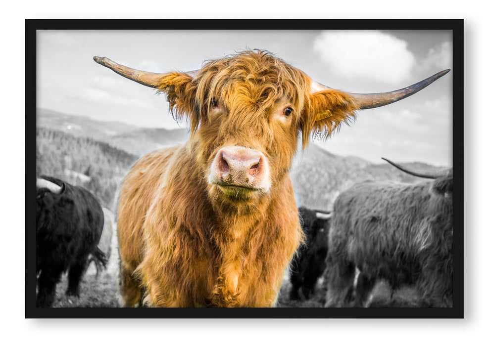 Blick einer Kuh an der Weide, Poster mit Bilderrahmen