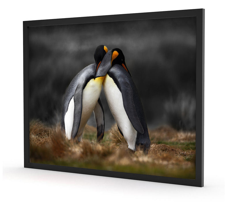 Pinguine in der Antarktis, Poster mit Bilderrahmen