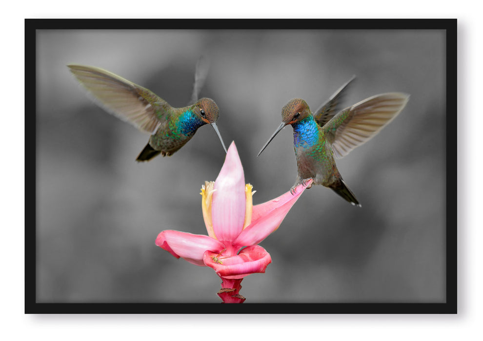 Pixxprint Kolibris in den Tropen, Poster mit Bilderrahmen