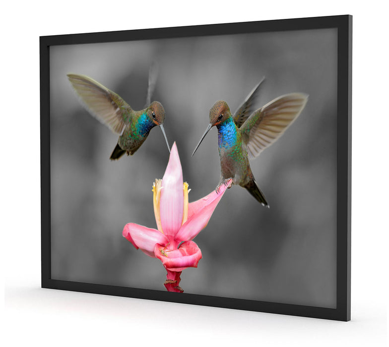 Kolibris in den Tropen, Poster mit Bilderrahmen