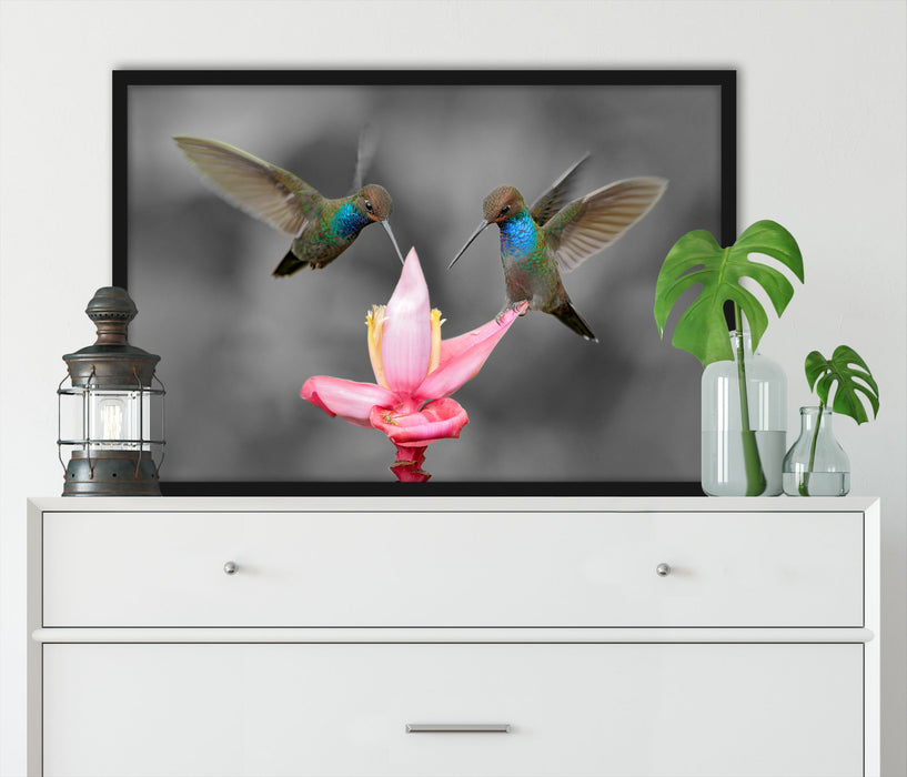Kolibris in den Tropen, Poster mit Bilderrahmen
