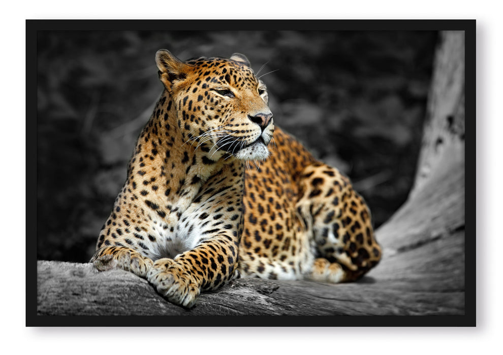 Pixxprint Wunderschöner Leopard in der Natur, Poster mit Bilderrahmen