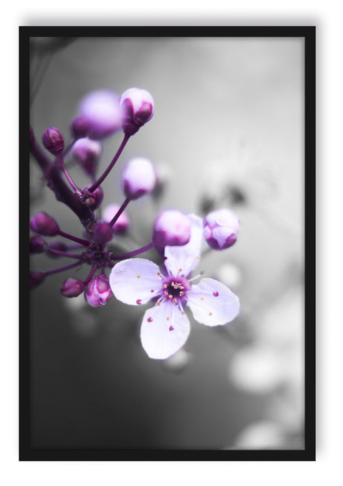 Blüten des Kirschbaumes, Poster mit Bilderrahmen