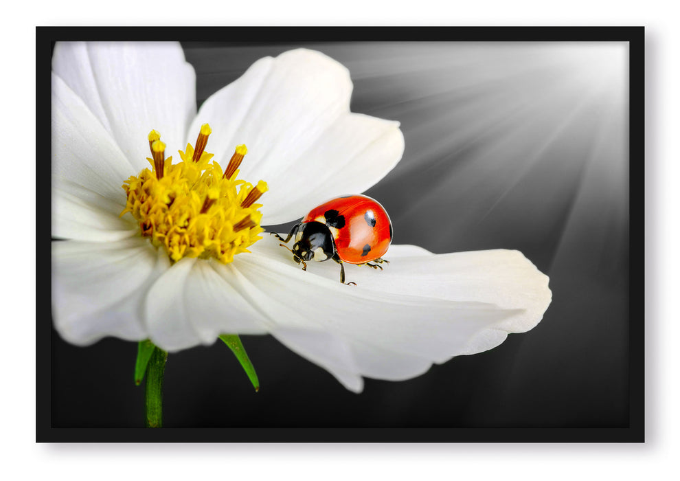 Pixxprint Marienkäfer auf einer weißen Blume, Poster mit Bilderrahmen