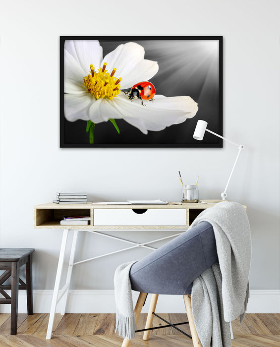 Marienkäfer auf einer weißen Blume, Poster mit Bilderrahmen