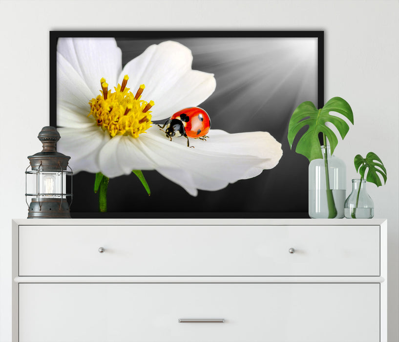 Marienkäfer auf einer weißen Blume, Poster mit Bilderrahmen