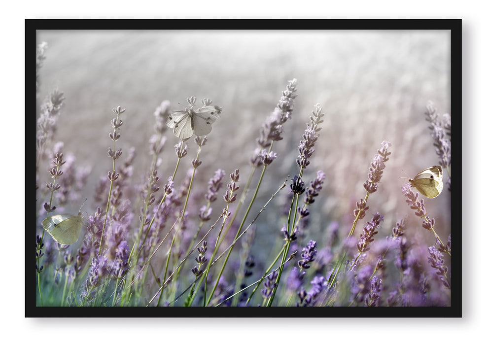 Pixxprint Schmetterlinge auf Lavendelblumen, Poster mit Bilderrahmen