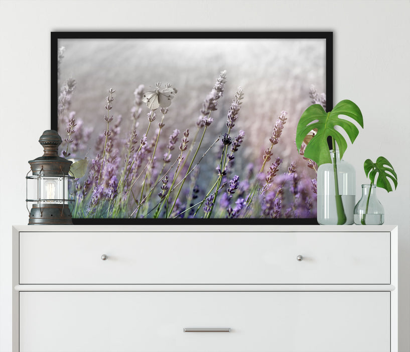 Schmetterlinge auf Lavendelblumen, Poster mit Bilderrahmen