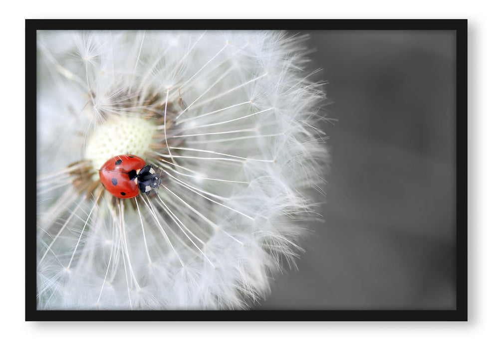 Pixxprint Marienkäfer auf einem Löwenzahn, Poster mit Bilderrahmen