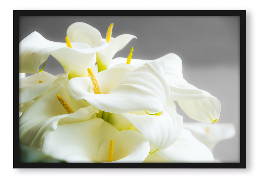 Pixxprint Wunderschöne weiße Calla Lilien, Poster mit Bilderrahmen