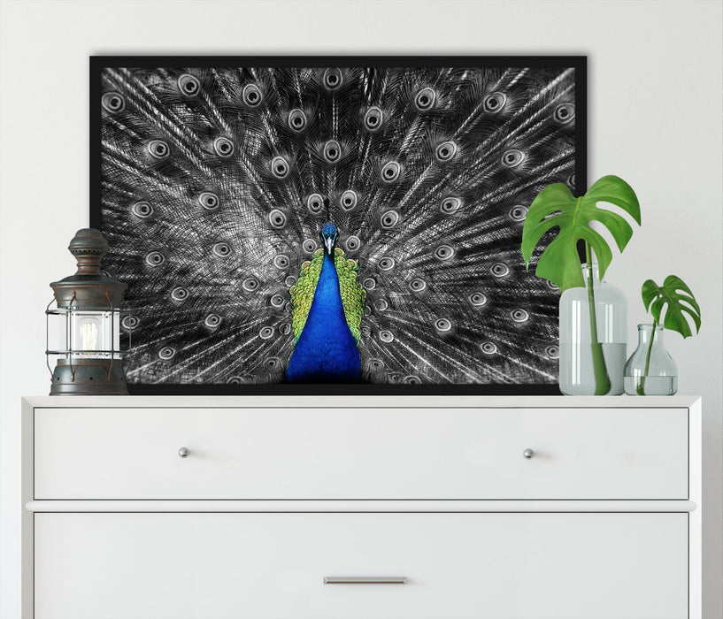 Schöner Pfau mit seinem Gefieder, Poster mit Bilderrahmen