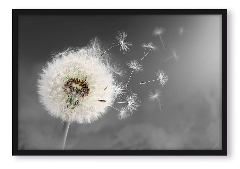 Pixxprint Löwenzahn Samen, Poster mit Bilderrahmen