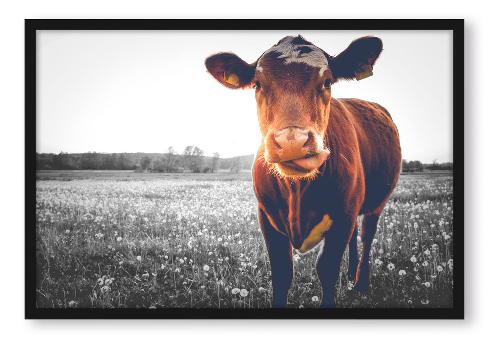 Kuh auf Butterblumenwiese, Poster mit Bilderrahmen