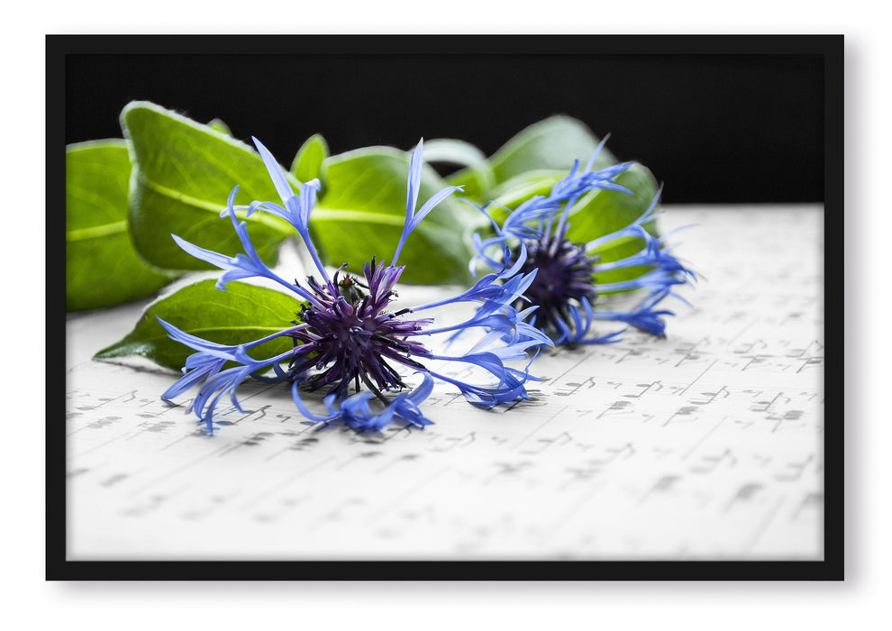 Pixxprint Notenblatt mit Kornblume, Poster mit Bilderrahmen