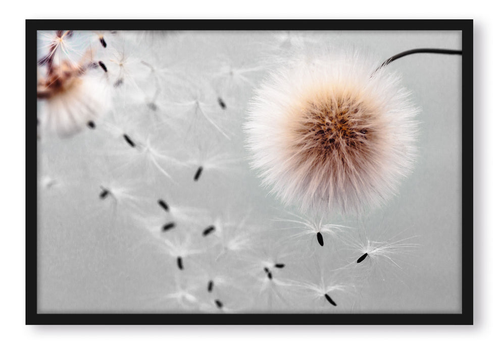 Pixxprint Pusteblumen in Bewegung, Poster mit Bilderrahmen