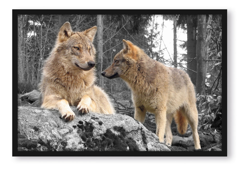 Wölfe im Wald, Poster mit Bilderrahmen