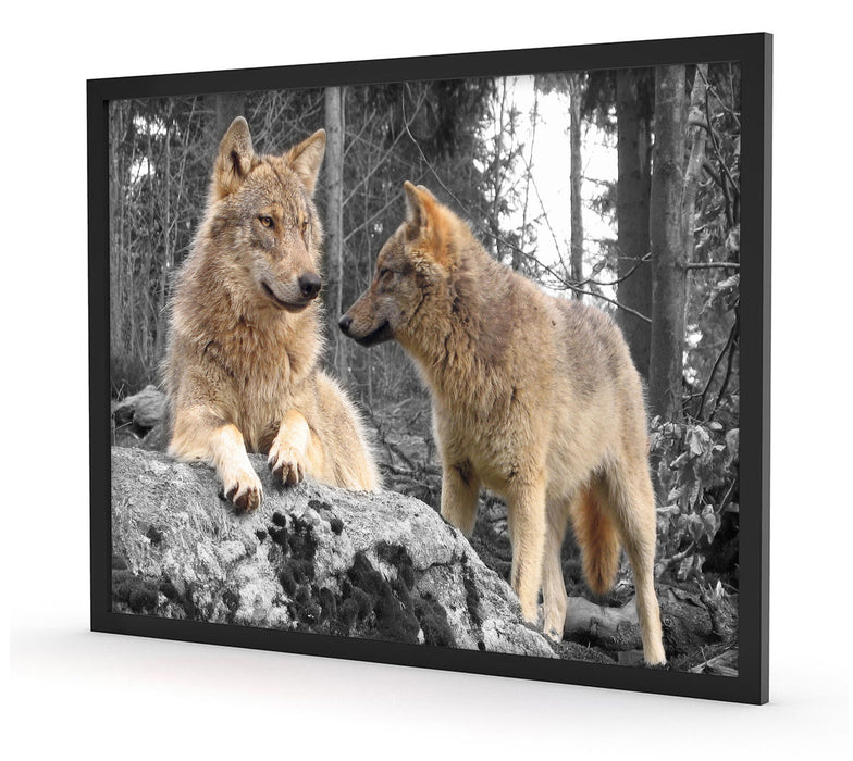 Wölfe im Wald, Poster mit Bilderrahmen