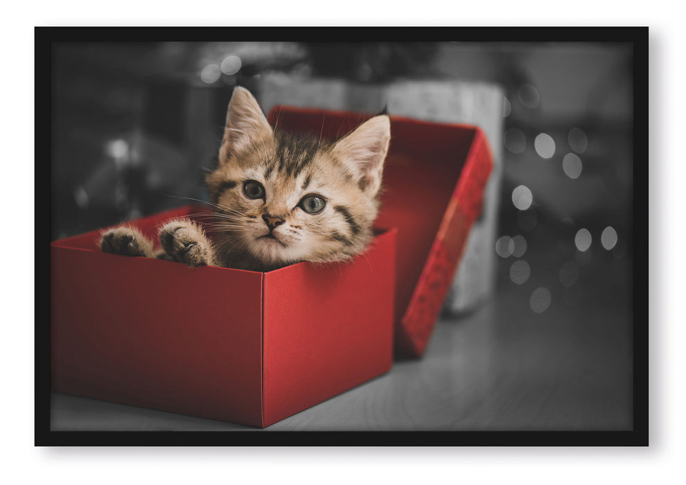 Pixxprint süsses Kätzchen in der Box, Poster mit Bilderrahmen