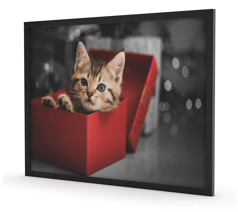 süsses Kätzchen in der Box, Poster mit Bilderrahmen
