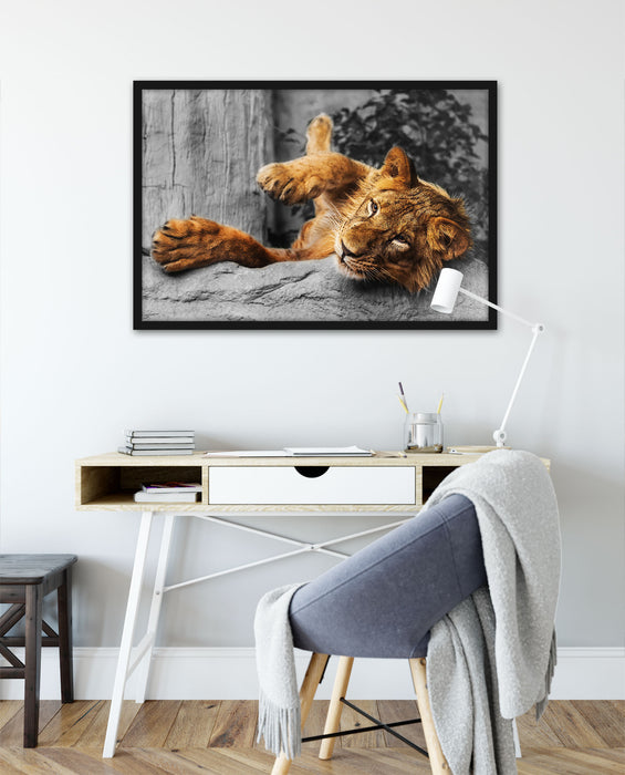 verspielter kleiner Löwe, Poster mit Bilderrahmen