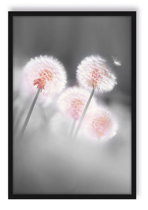 Pixxprint Pusteblumen im morgendlichen Wind, Poster mit Bilderrahmen