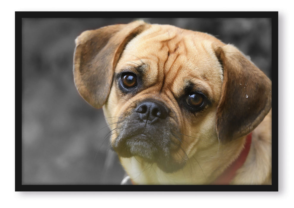 Pixxprint Mops Welpe, Poster mit Bilderrahmen
