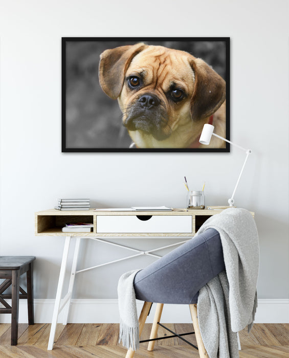 Mops Welpe, Poster mit Bilderrahmen