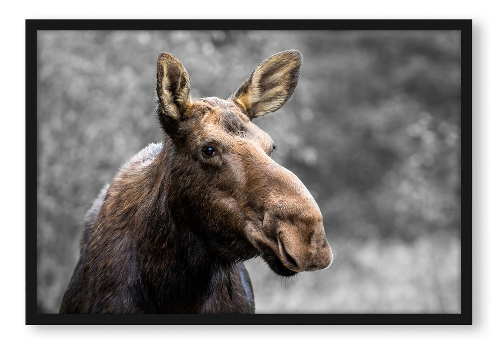 Pixxprint Elch im Wald, Poster mit Bilderrahmen
