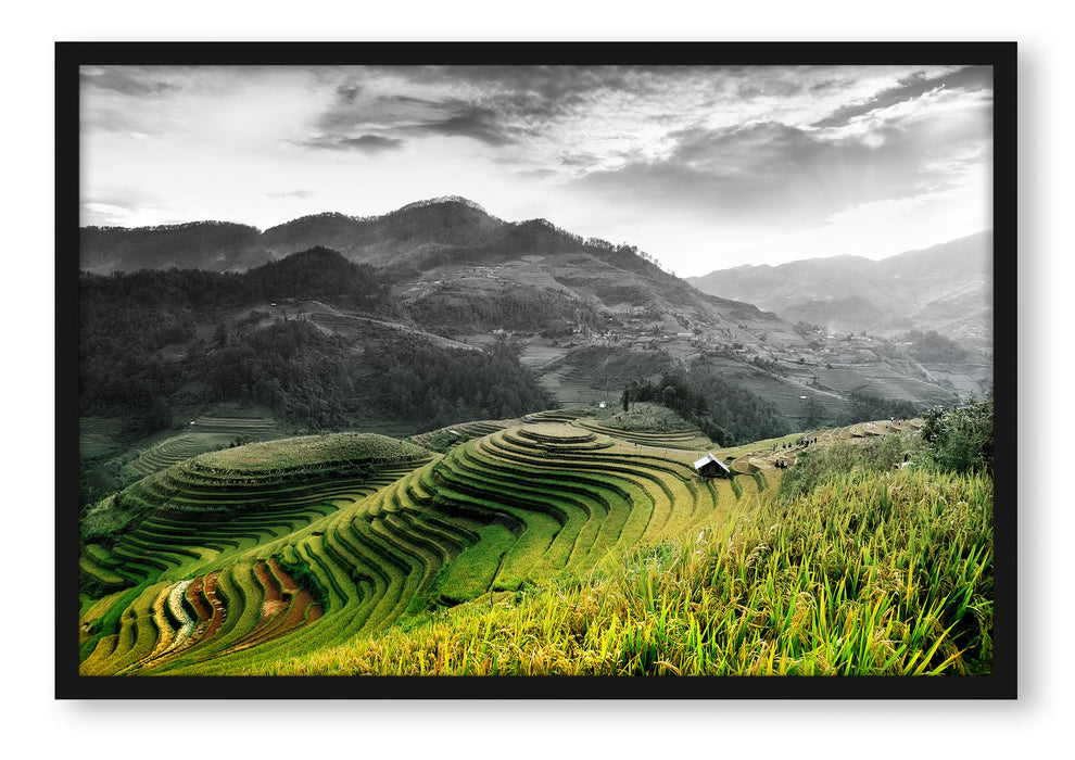 Reisfelder in Vietnam, Poster mit Bilderrahmen