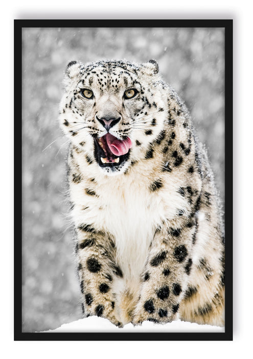 Pixxprint Leopard im Schnee, Poster mit Bilderrahmen