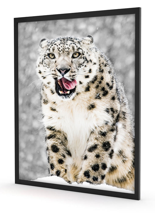 Leopard im Schnee, Poster mit Bilderrahmen