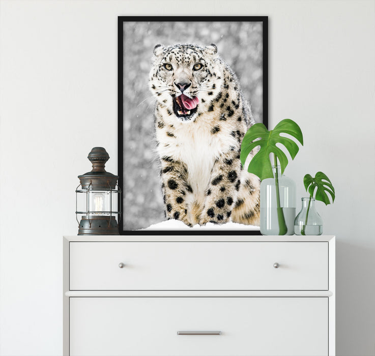 Leopard im Schnee, Poster mit Bilderrahmen