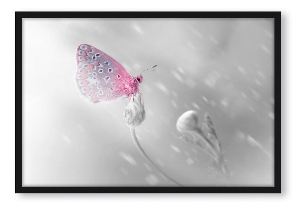 Schmetterling auf Blütenknospen, Poster mit Bilderrahmen