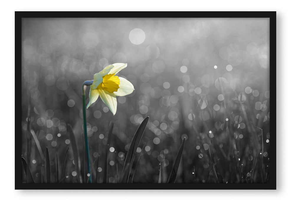 Pixxprint Narzissenblume in der Morgensonne, Poster mit Bilderrahmen