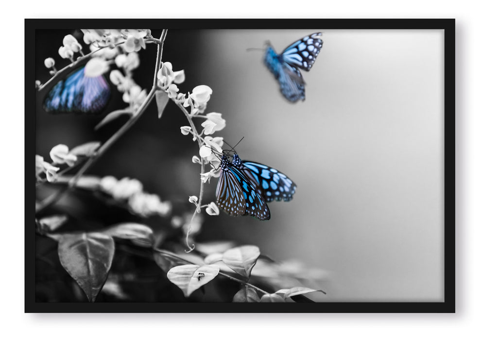 Pixxprint Schmetterlinge auf Blumen, Poster mit Bilderrahmen