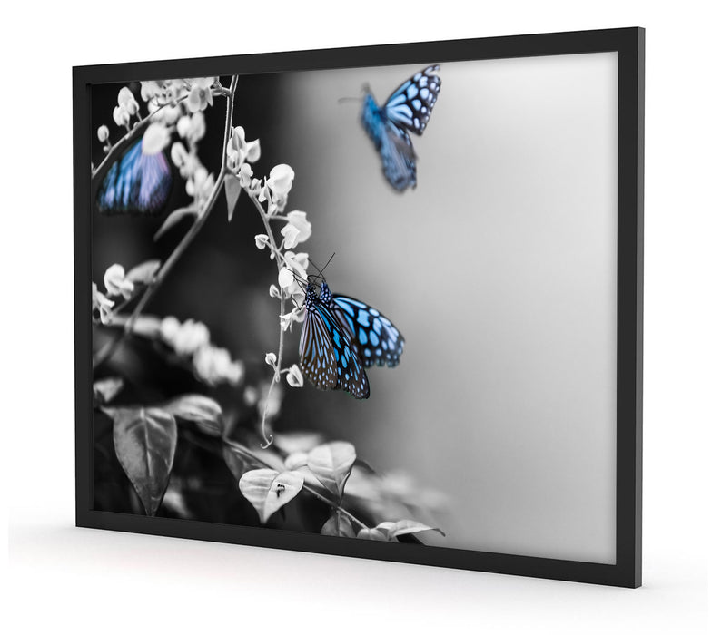 Schmetterlinge auf Blumen, Poster mit Bilderrahmen
