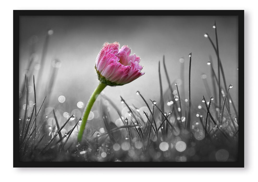 Pixxprint rosa Gänseblümchen im Gras, Poster mit Bilderrahmen