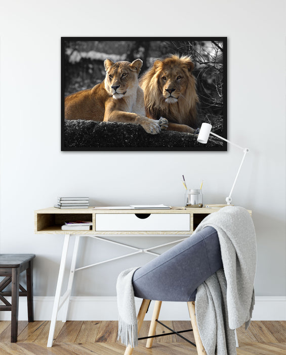 interessiertes Löwenpaar, Poster mit Bilderrahmen