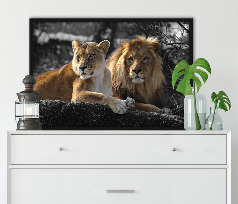 interessiertes Löwenpaar, Poster mit Bilderrahmen