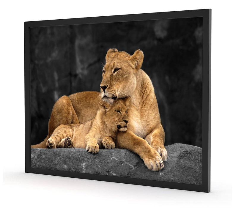 Löwe Löwenjungen, Poster mit Bilderrahmen