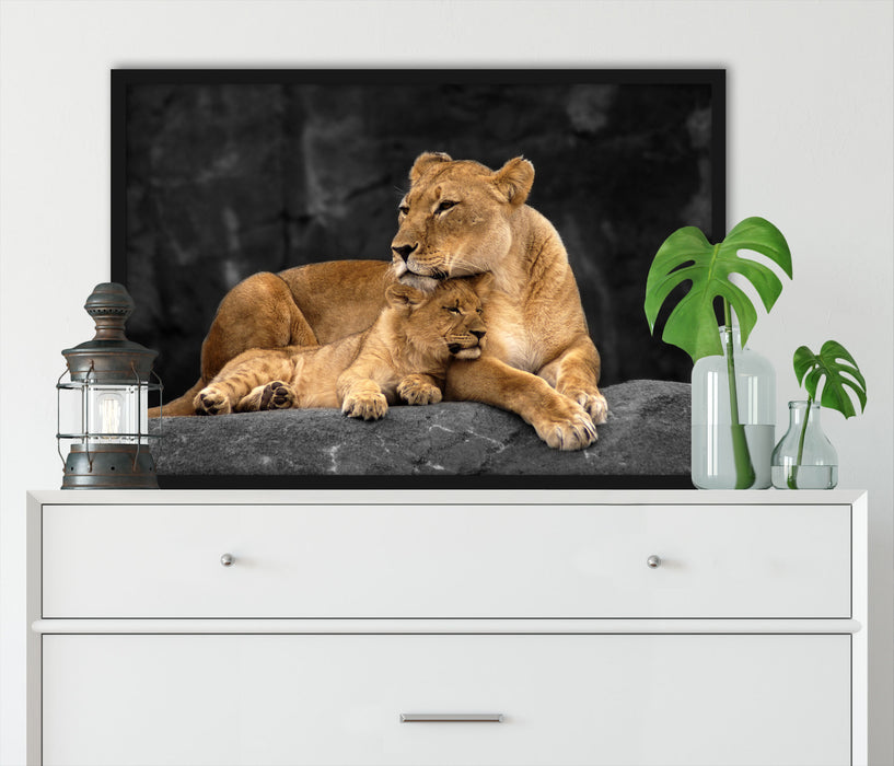 Löwe Löwenjungen, Poster mit Bilderrahmen