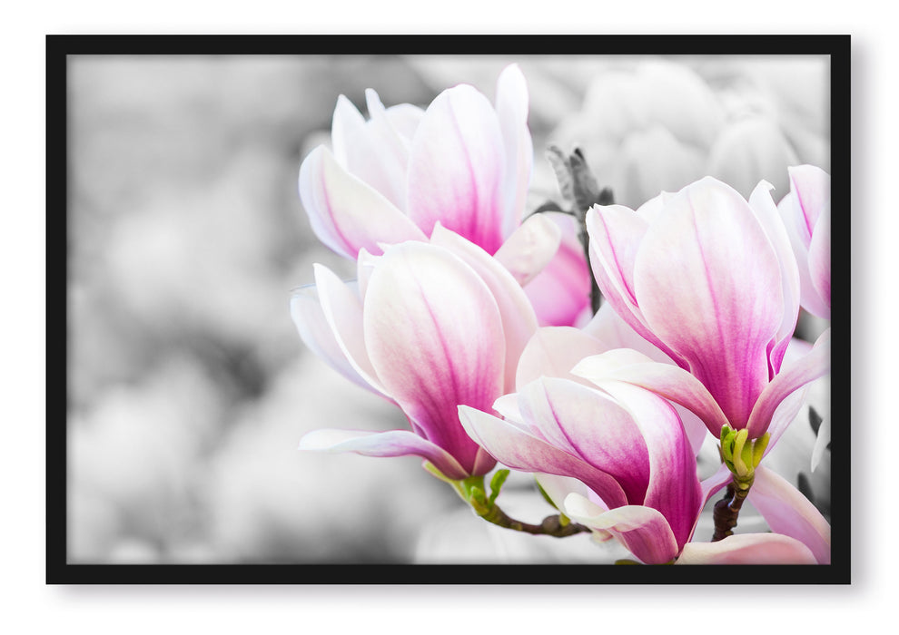 Pixxprint zarte rosa farbende Blüten, Poster mit Bilderrahmen